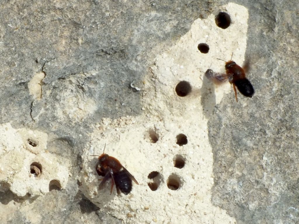 Chalicodoma sicula (Apidae Megachilinae)