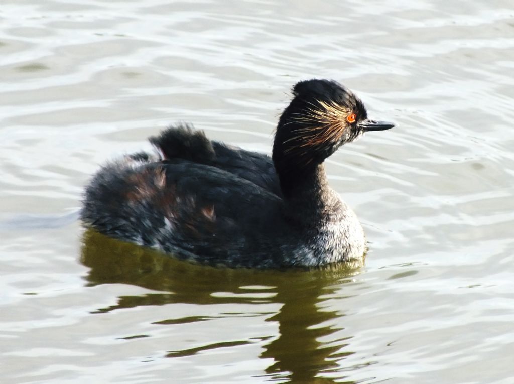 Svasso piccolo Podiceps nigricollis