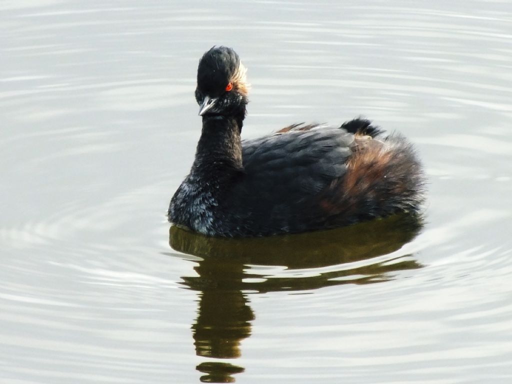 Svasso piccolo Podiceps nigricollis