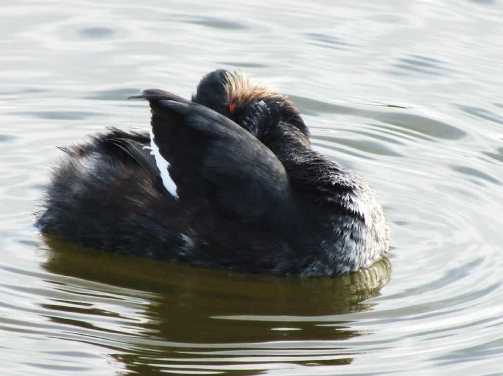 Svasso piccolo Podiceps nigricollis