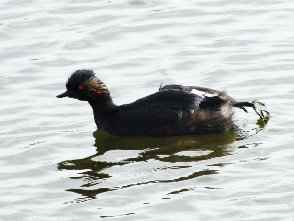 Svasso piccolo Podiceps nigricollis