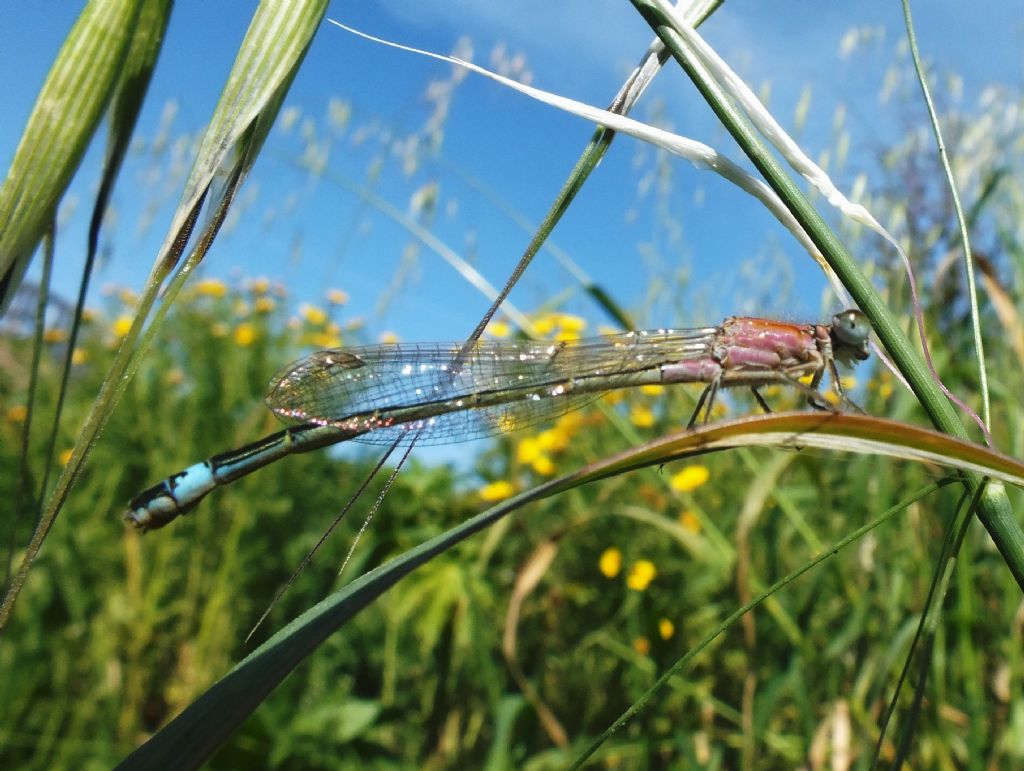 Ischnura genei