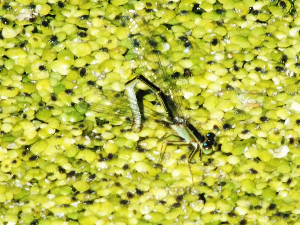 Ischnura genei in ovadeposizione