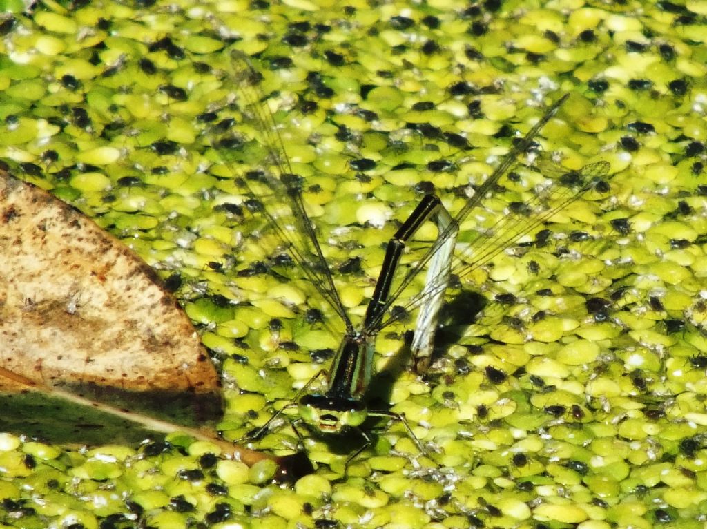 Ischnura genei in ovadeposizione