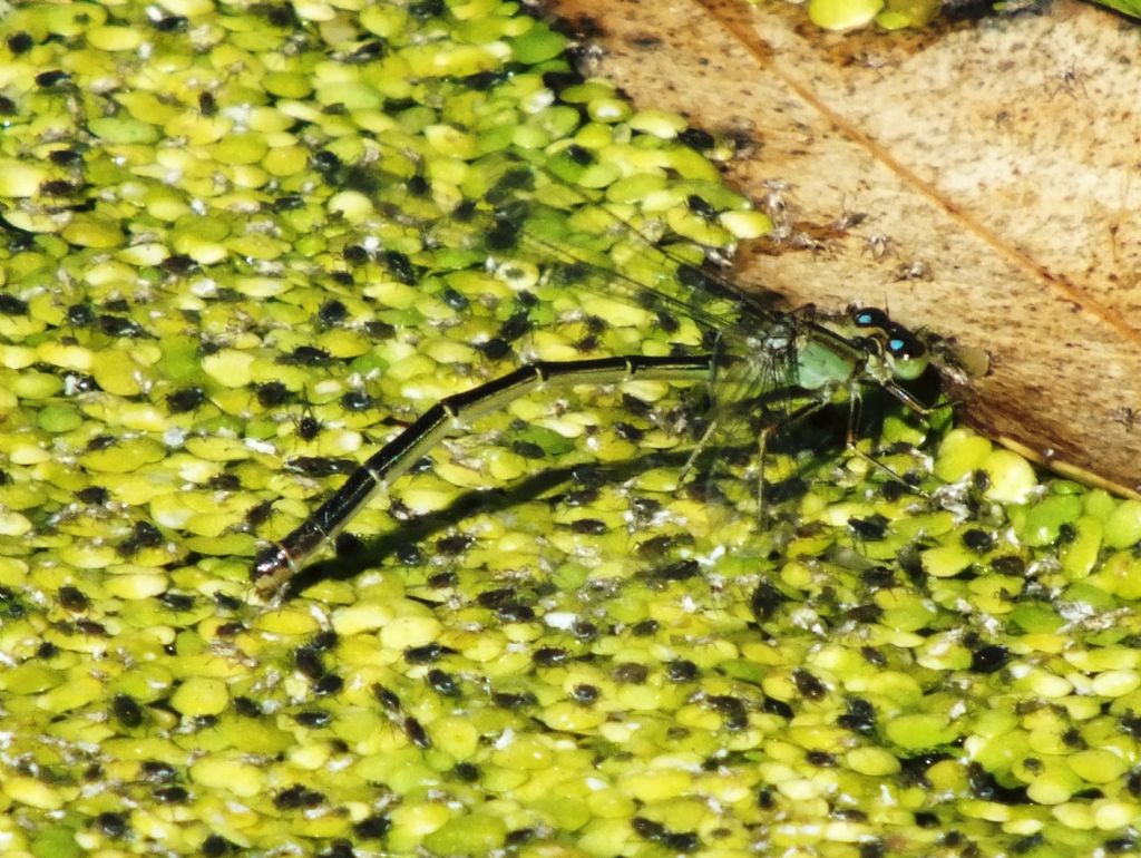 Ischnura genei in ovadeposizione