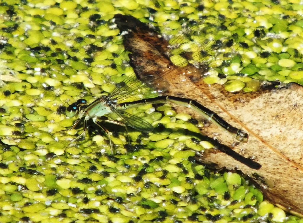 Ischnura genei in ovadeposizione