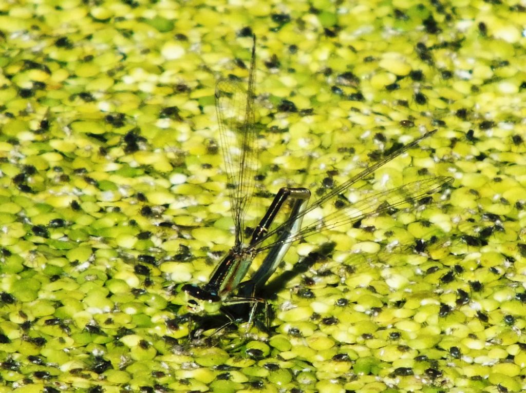 Ischnura genei in ovadeposizione
