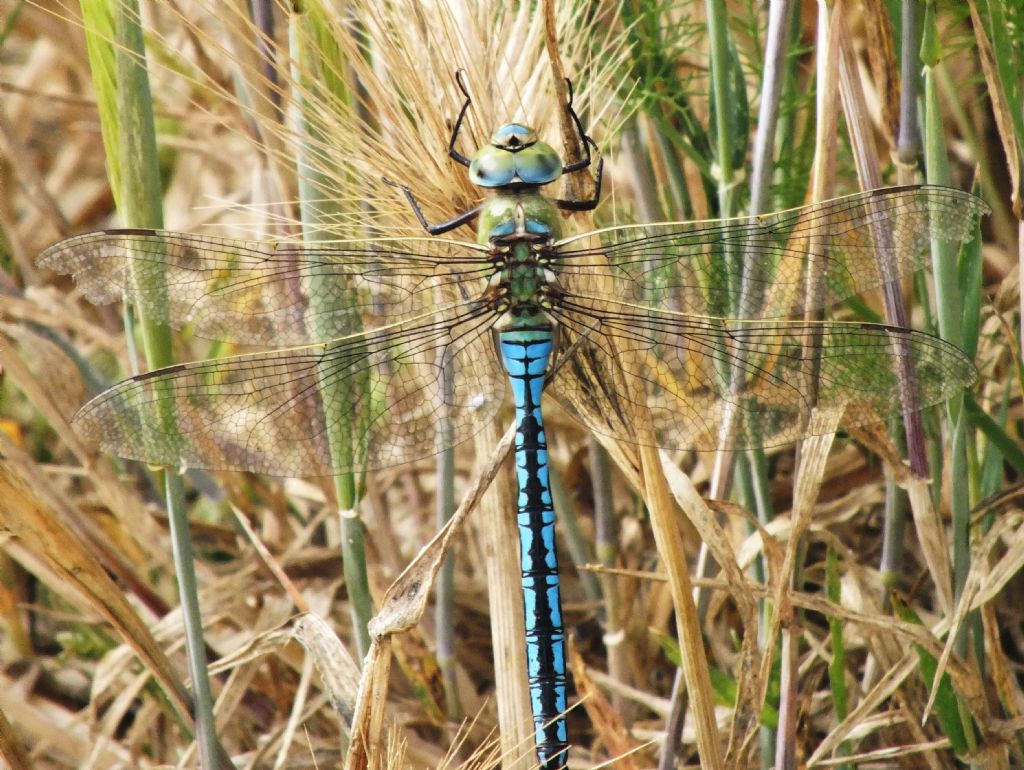 Anax imperator