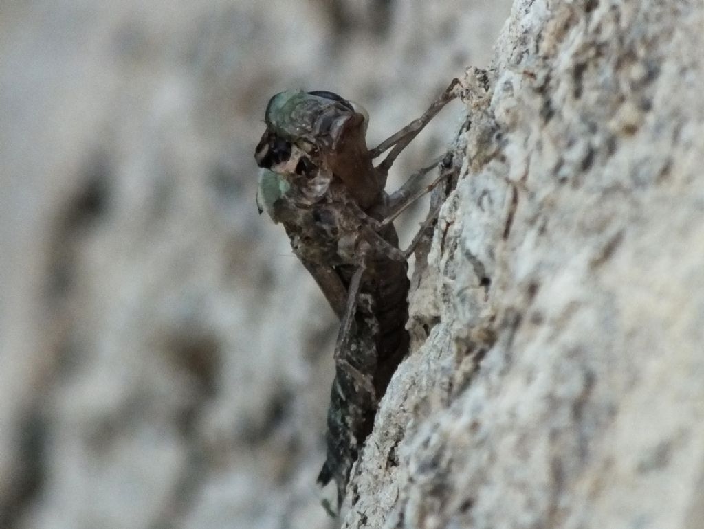 Anax  sp. che non c''e la fatta