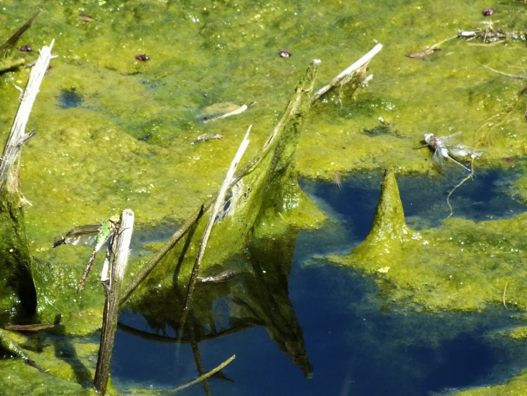 Anax  sp. che non c''e la fatta