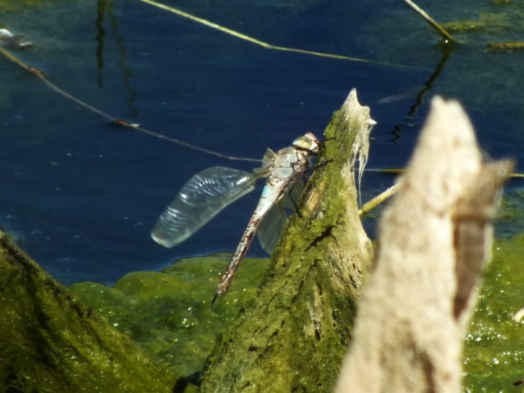 Anax  sp. che non c''e la fatta