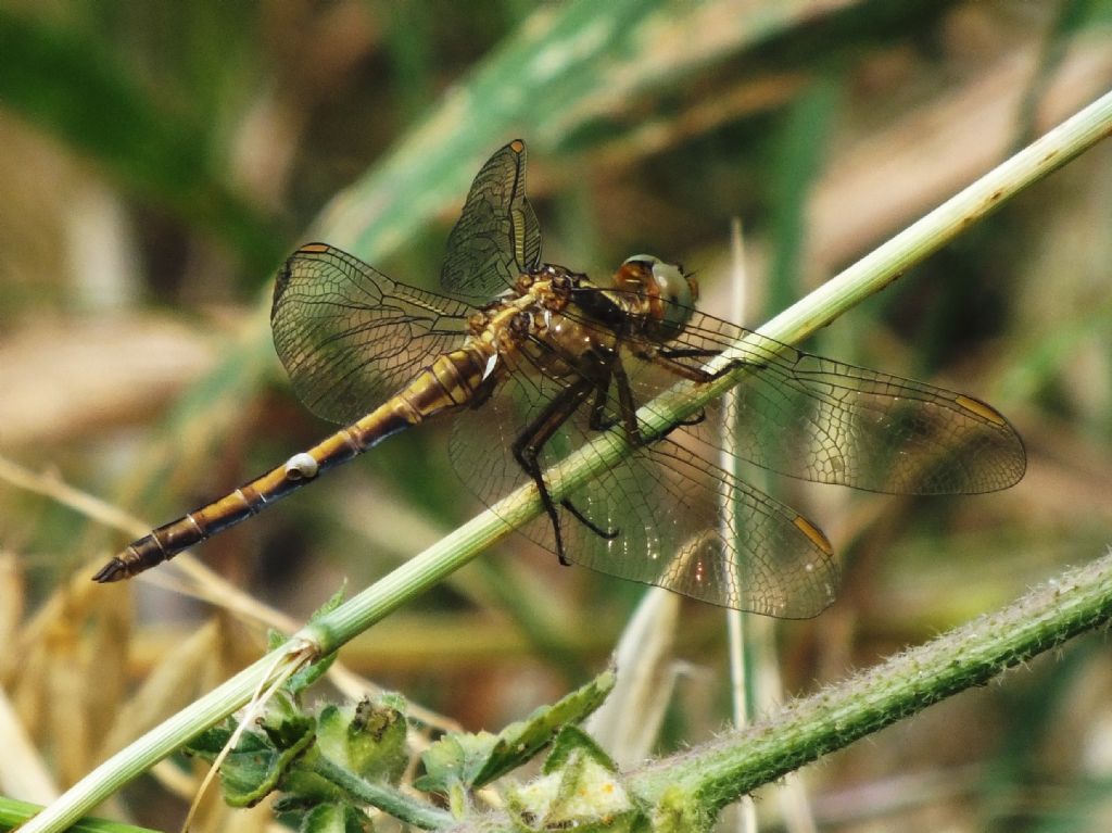 Orthetrum coerulescens - cosa ha sull''addome?