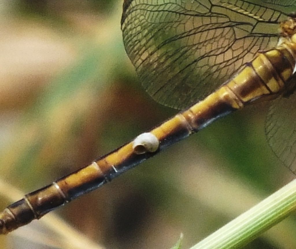 Orthetrum coerulescens - cosa ha sull''addome?