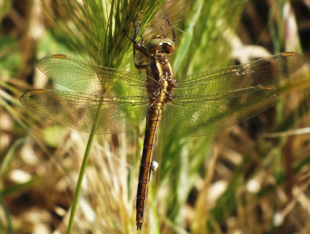 Orthetrum coerulescens - cosa ha sull''addome?