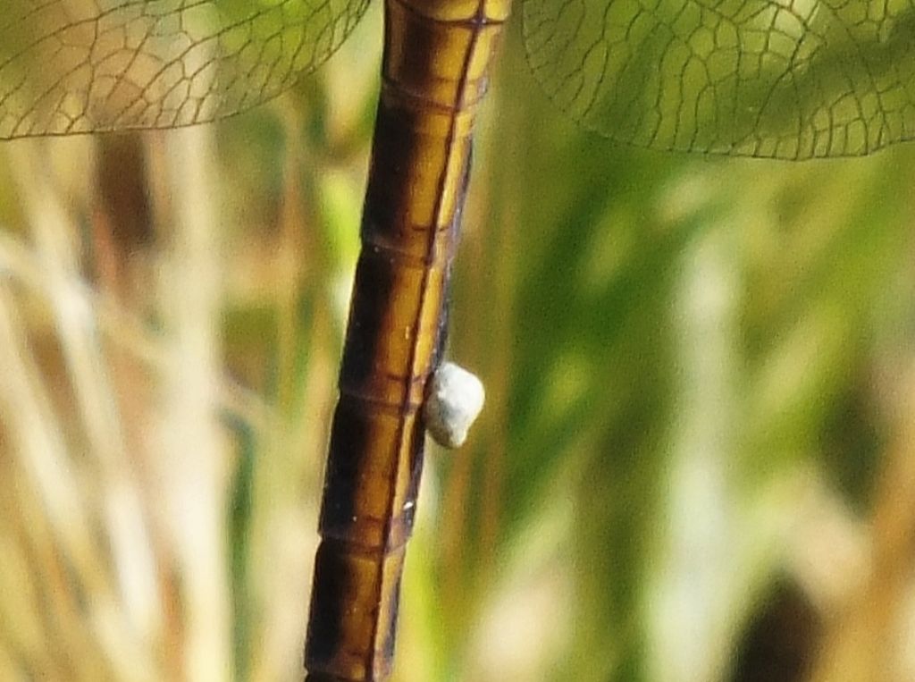 Orthetrum coerulescens - cosa ha sull''addome?