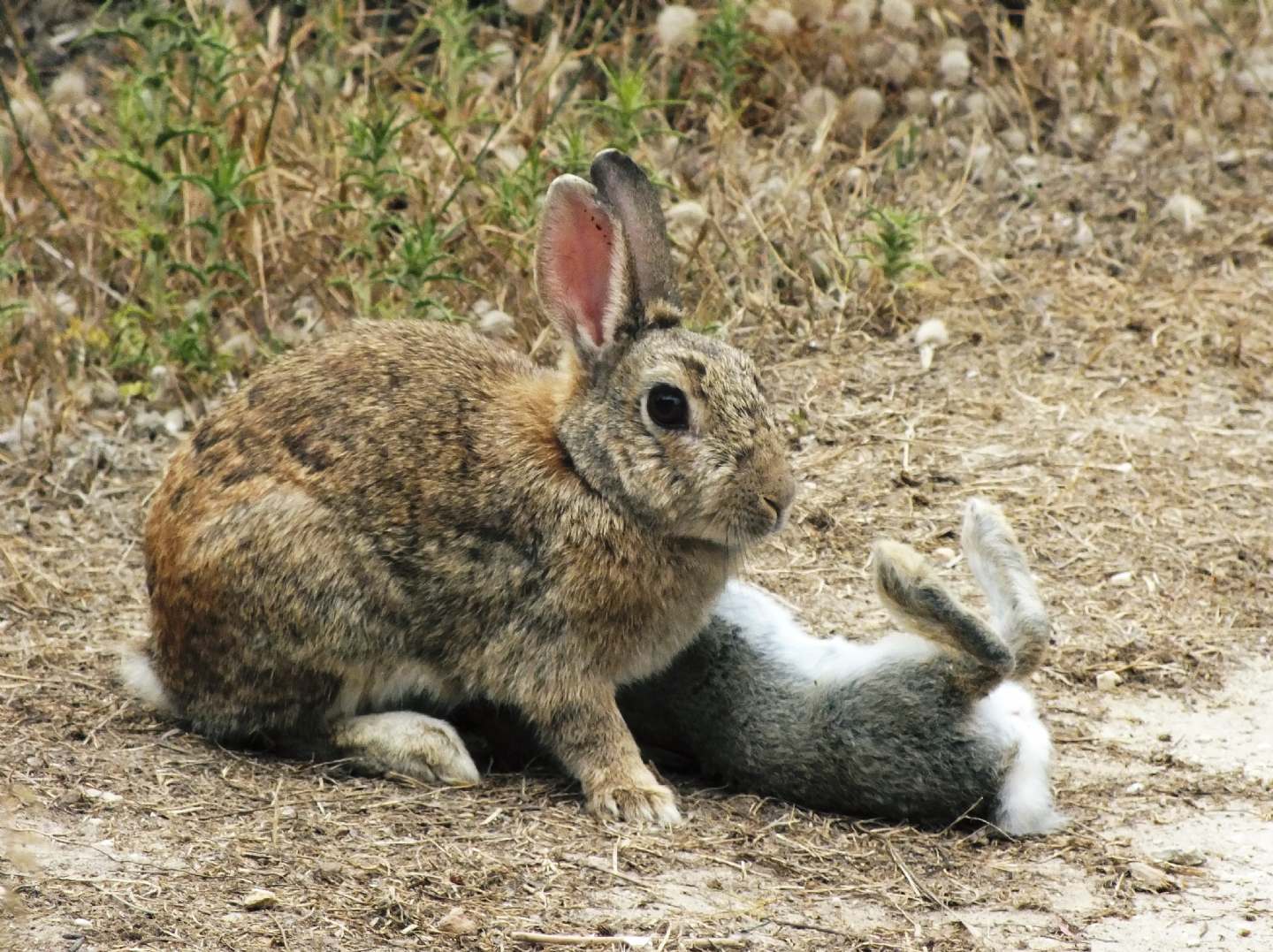 Oryctolagus cuniculus - Malta