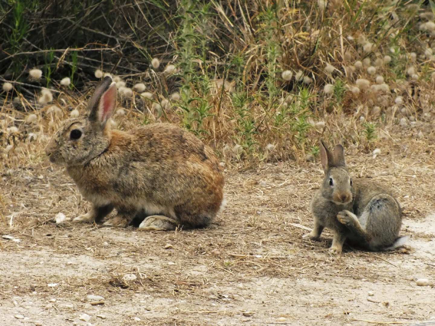 Oryctolagus cuniculus - Malta