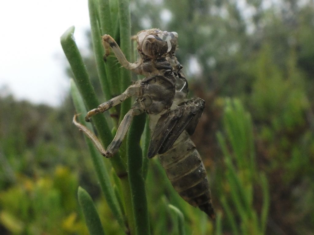 ID exuvia
