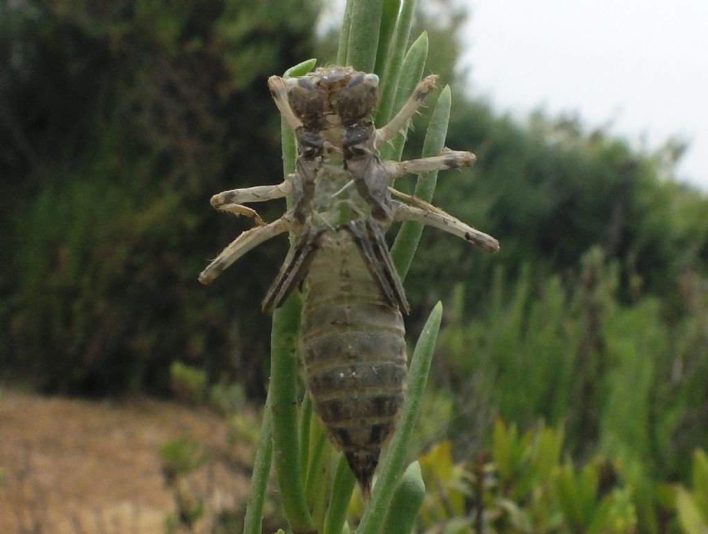 ID exuvia