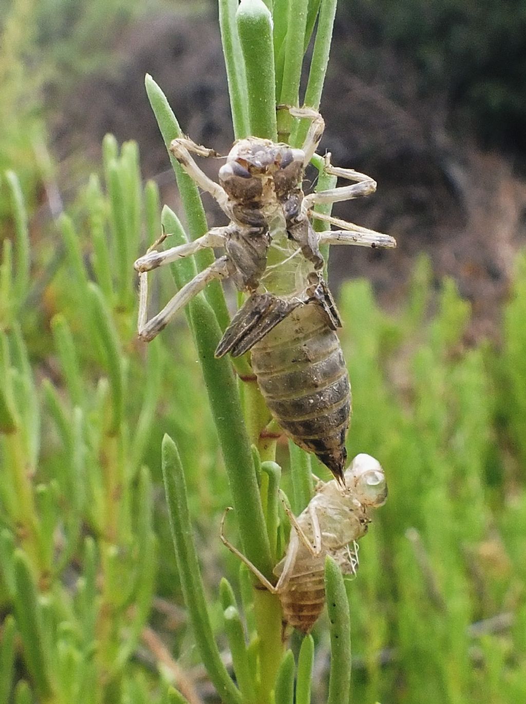 ID exuvia