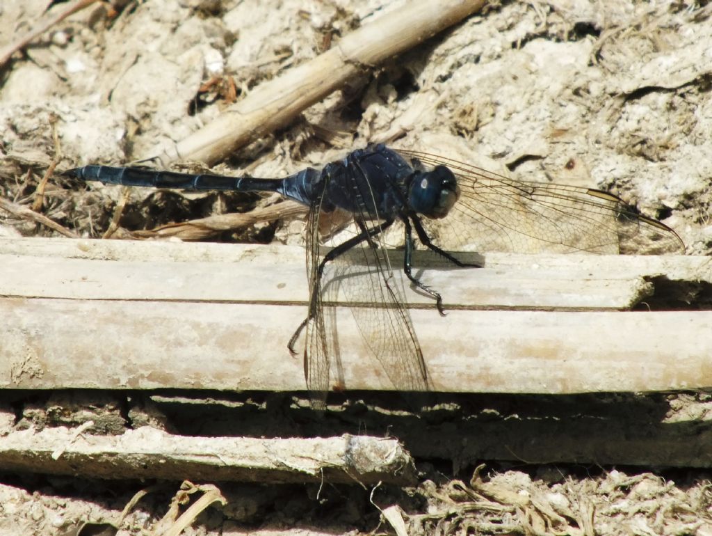 Orthetrum trinacria