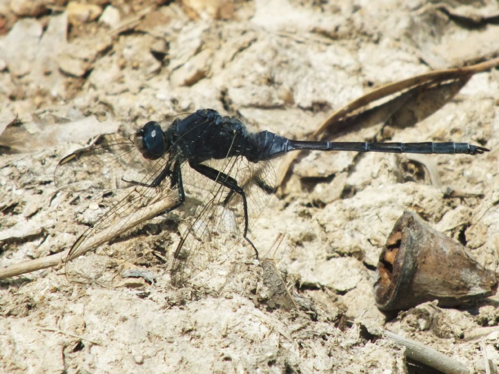 Orthetrum trinacria