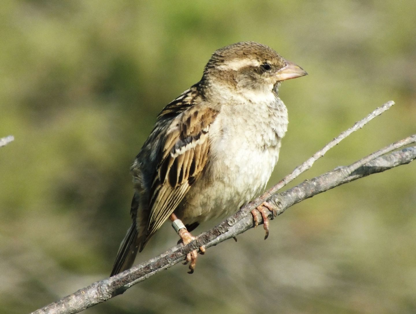 Passer hispaniolensis - una vecchia signora!
