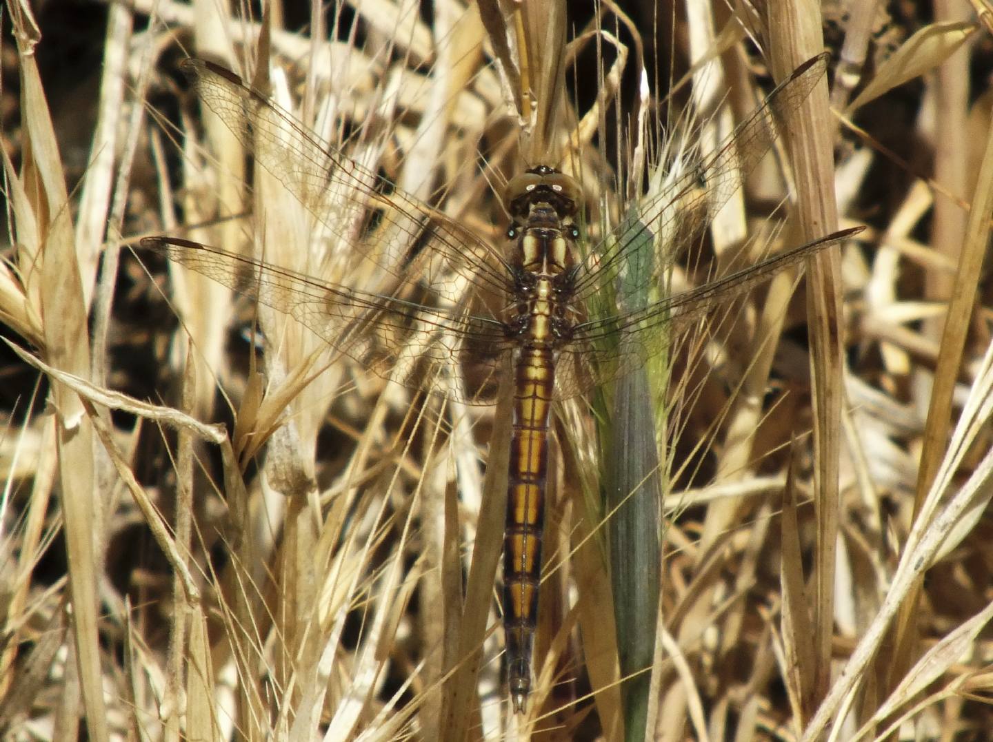 Orthetrum coerulescens maschio immaturo?