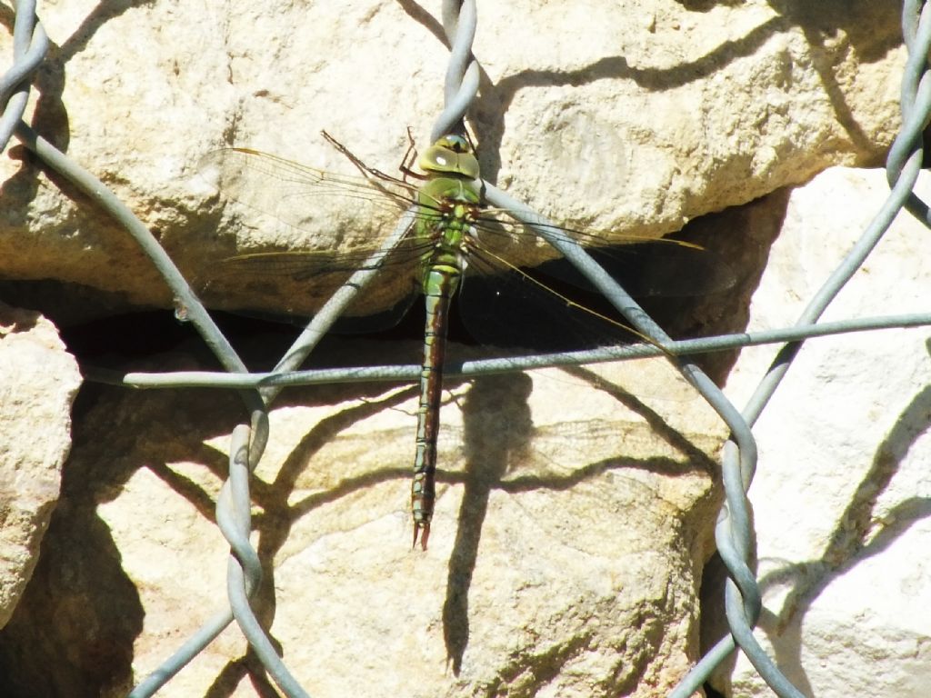 Da identificare