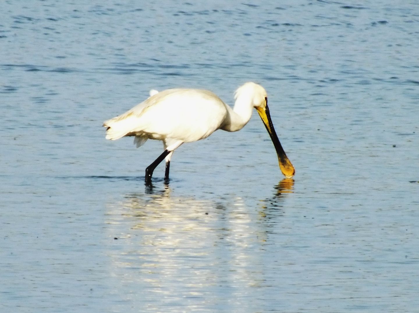 Spatola - Platalea leucorodia