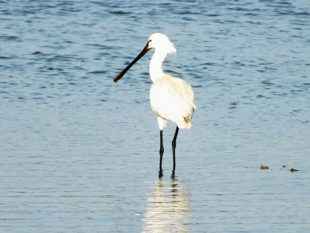 Spatola - Platalea leucorodia