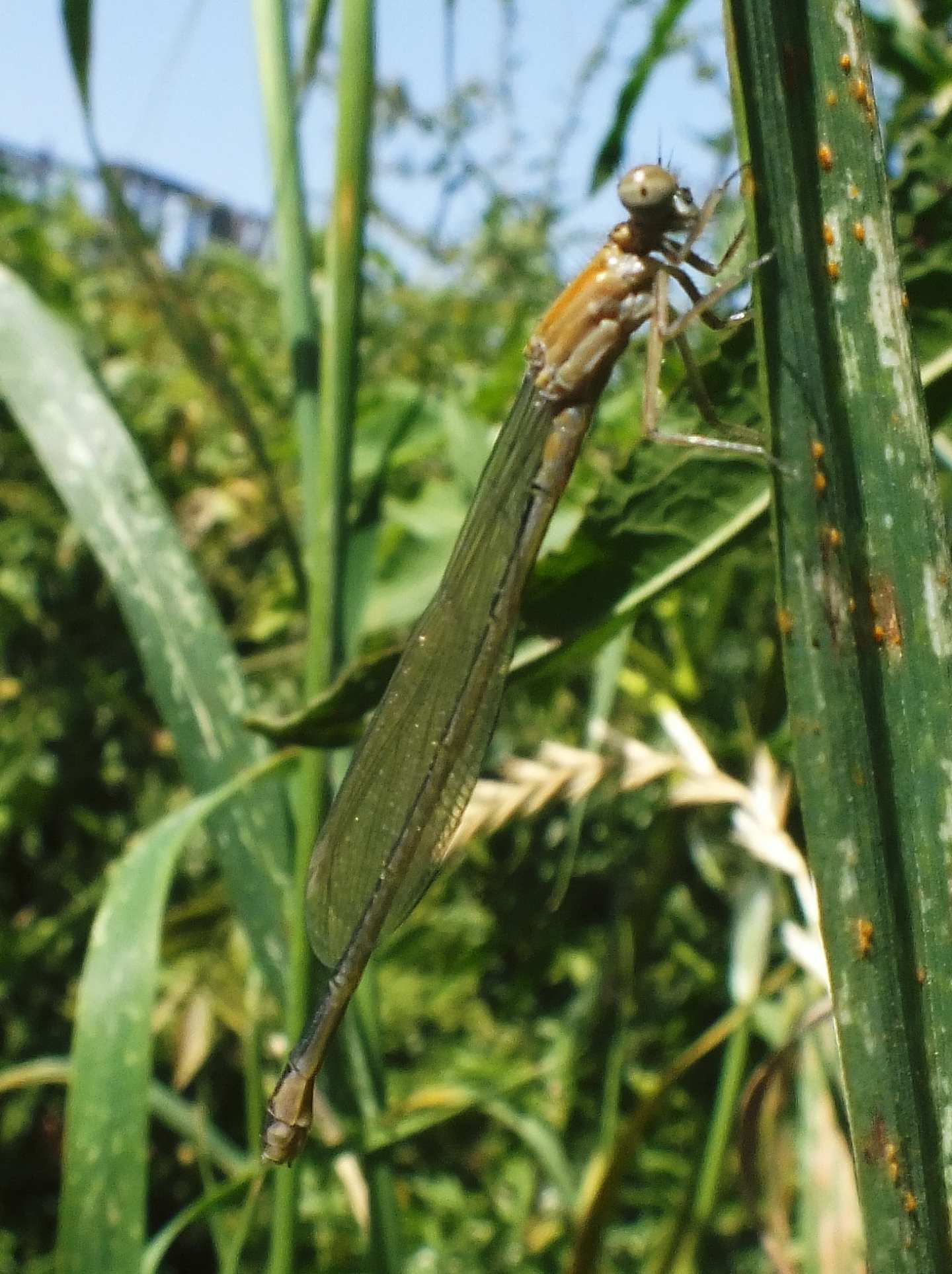 Ischnura genei femmina tipo rufescens-obsoleta
