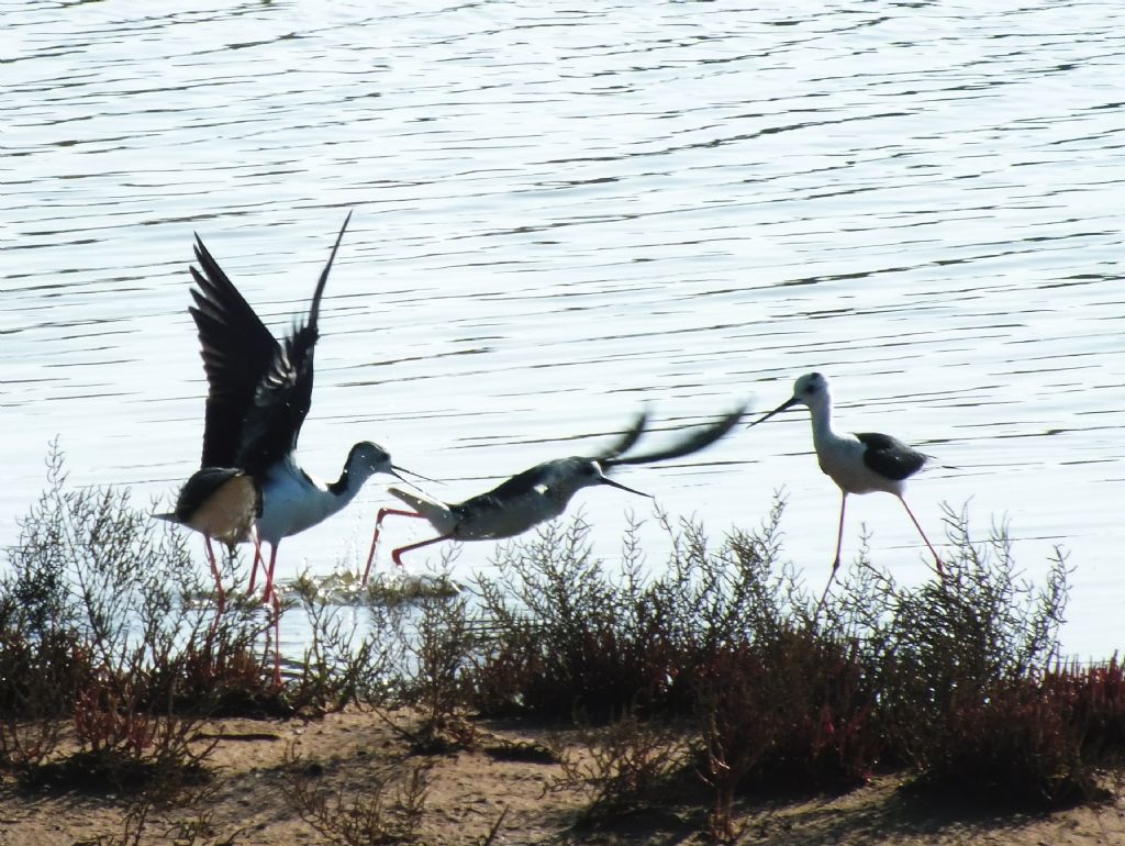 Lite fuoribunda fra due coppie di Cavalieri d''Italia