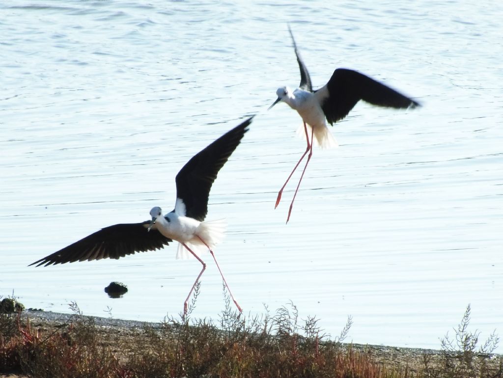 Lite fuoribunda fra due coppie di Cavalieri d''Italia