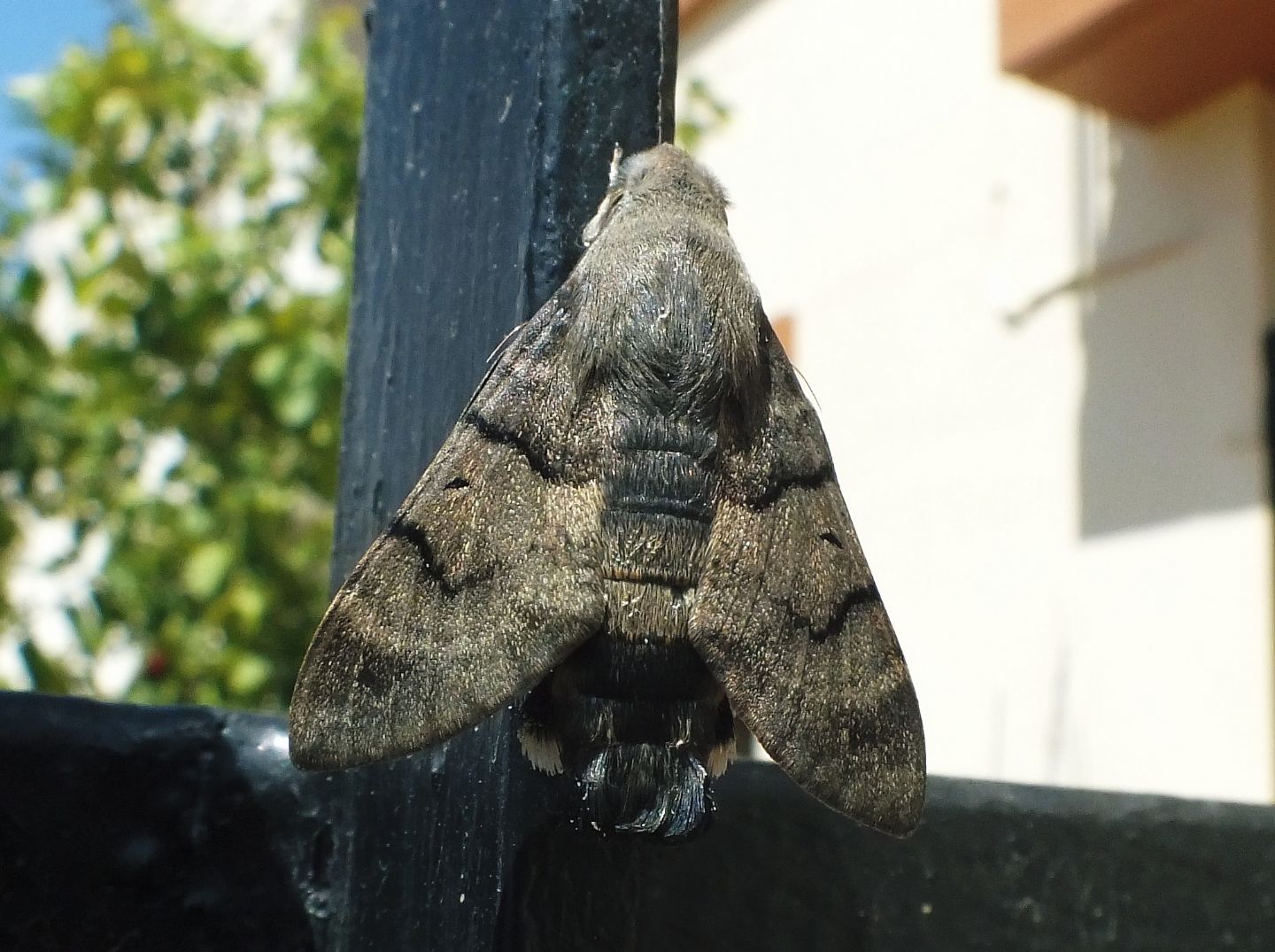 Macroglossa stellatarum