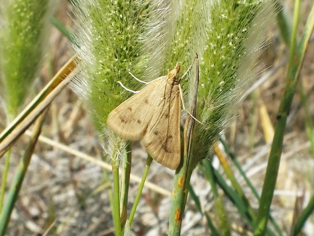 Falena da ID