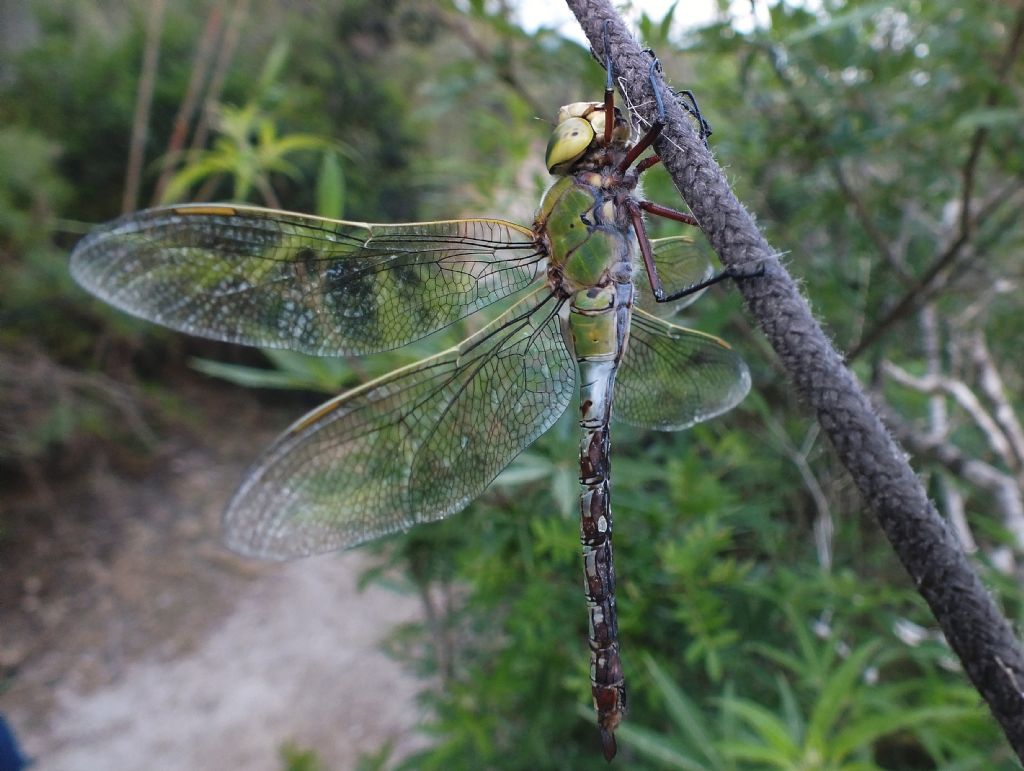 Anax imperator e Anax parthenope