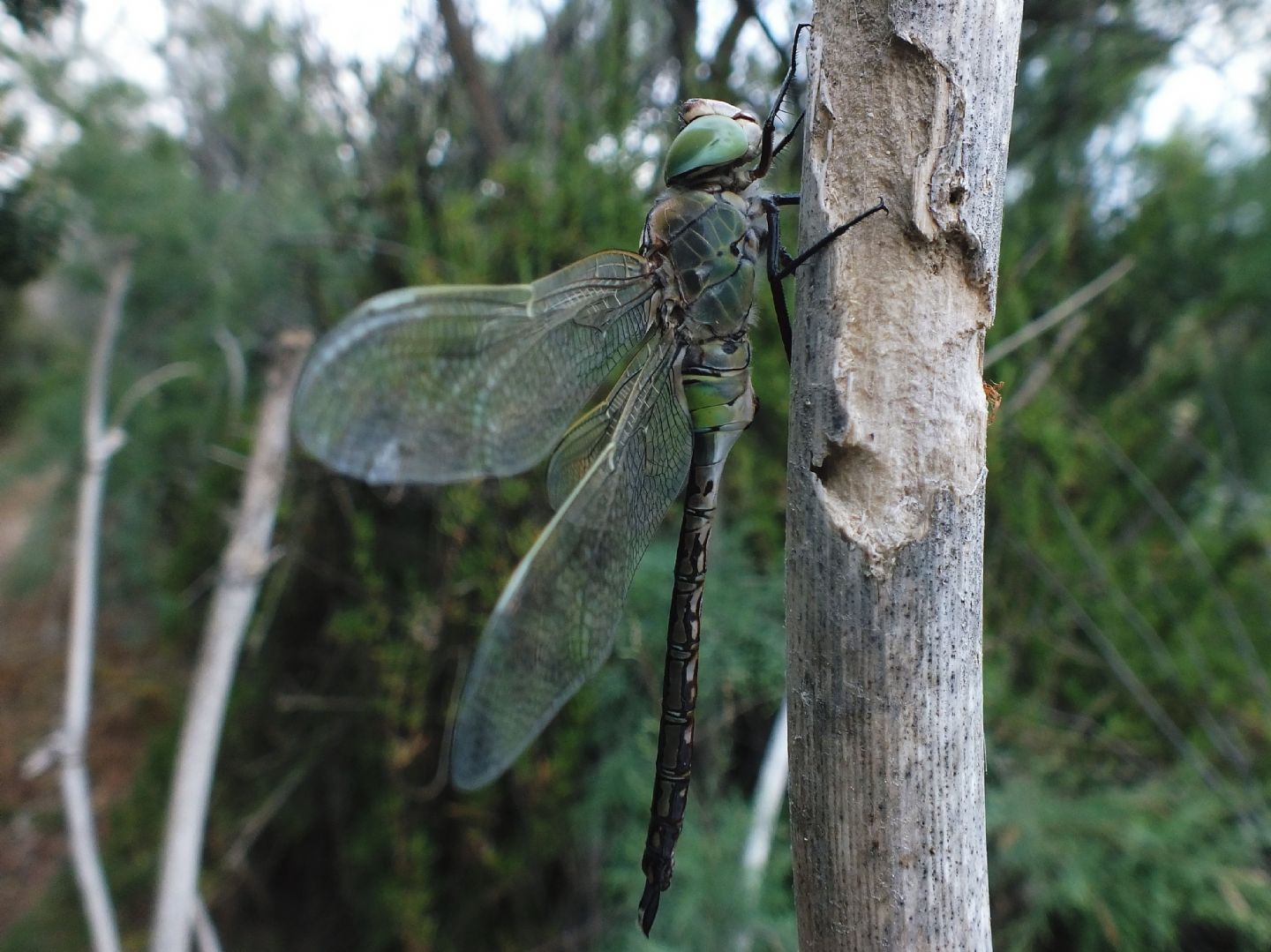 Anax imperator e Anax parthenope
