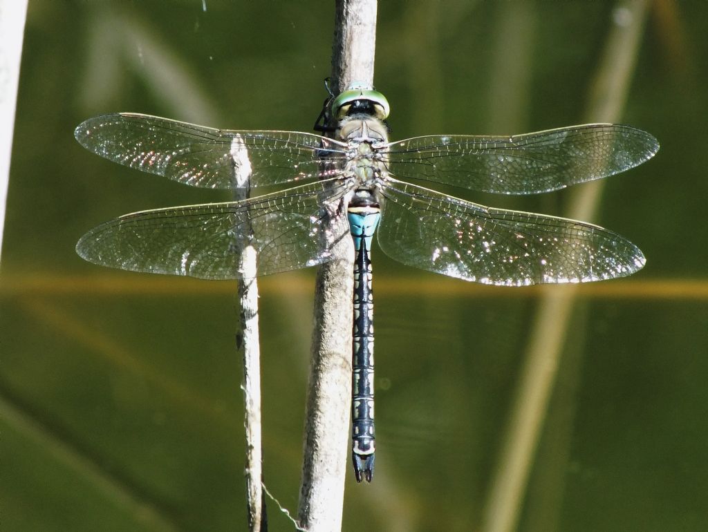 Anax imperator e Anax parthenope