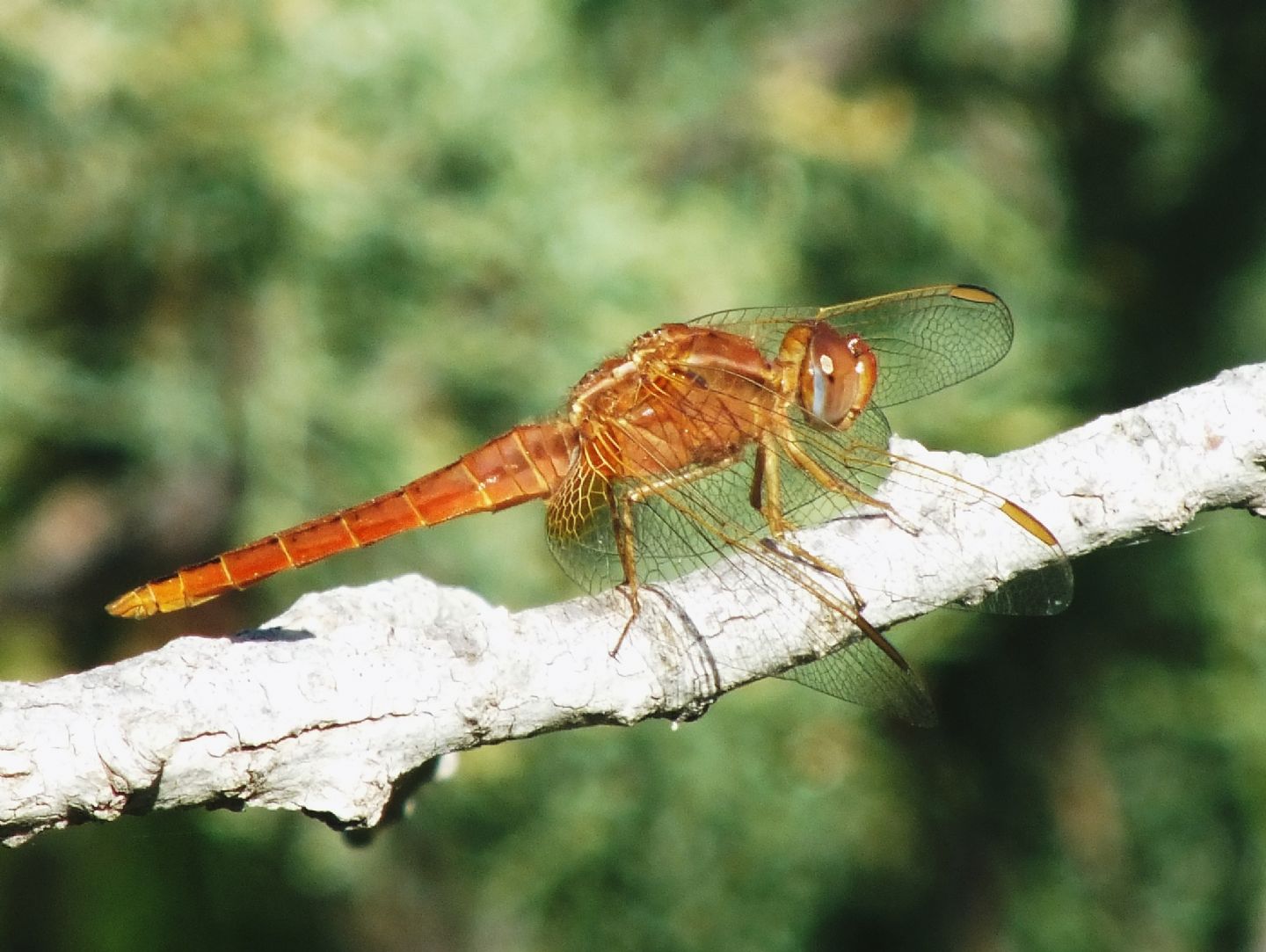 Crocothemis erythraea