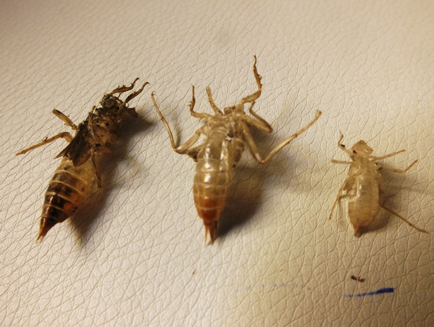 Exuviae - e'' possibile l''ID?
