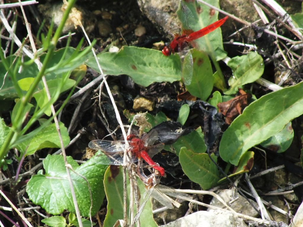 Crocothemis erythraea - copula
