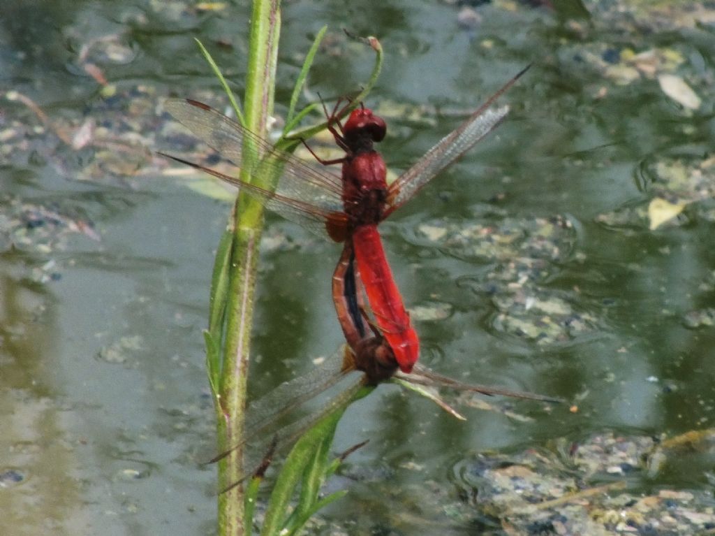 Crocothemis erythraea - copula