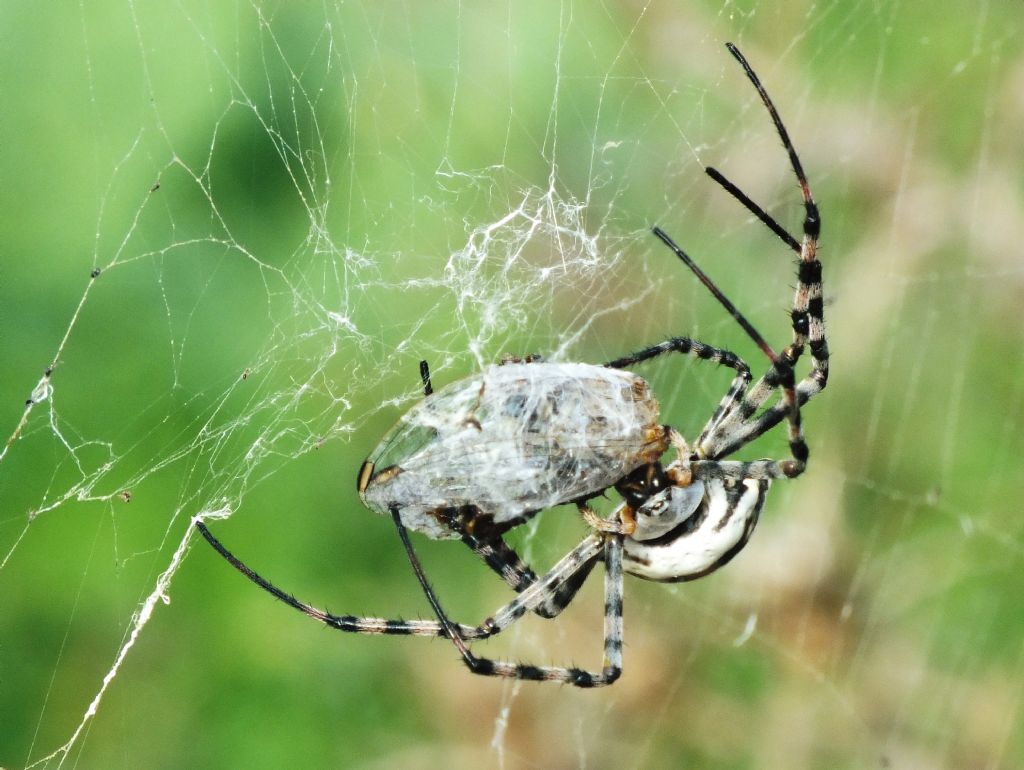 S. fonscolombii predata da Argiope lobata