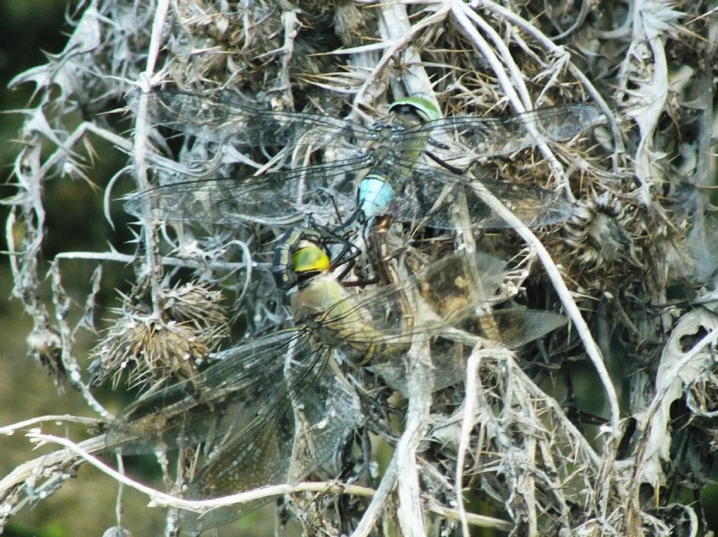 Anax parthenope