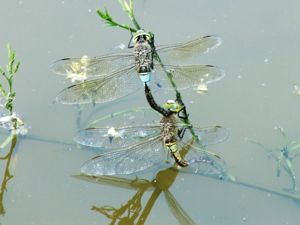 Anax parthenope