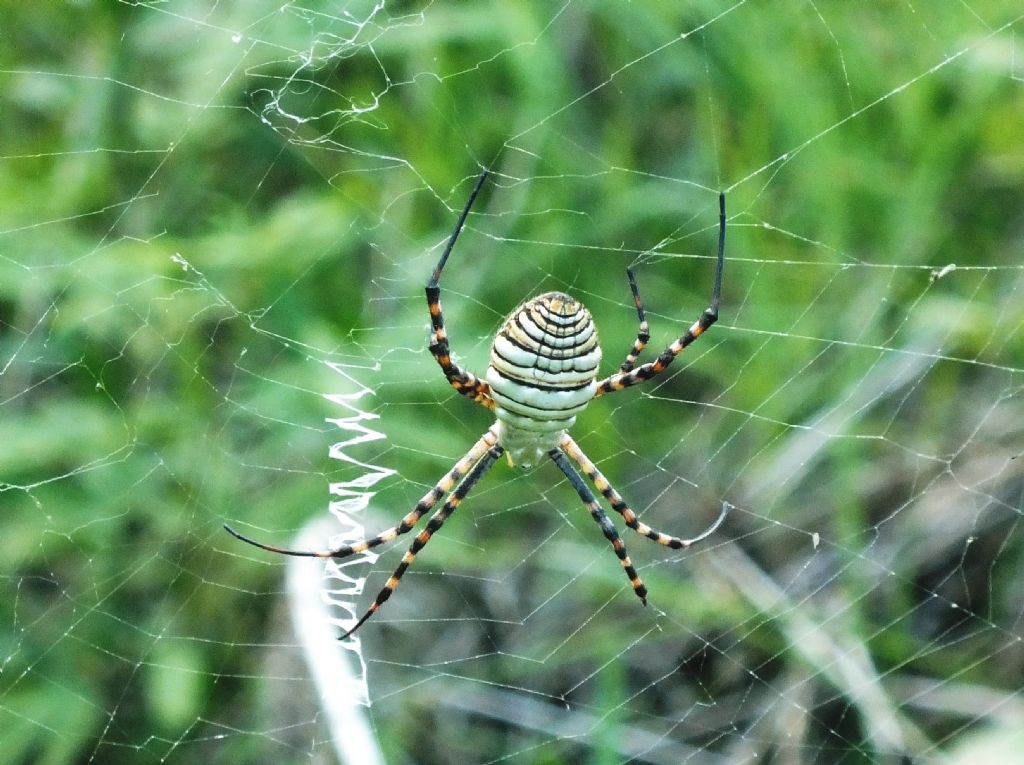 Argiope trifasciata - Malta