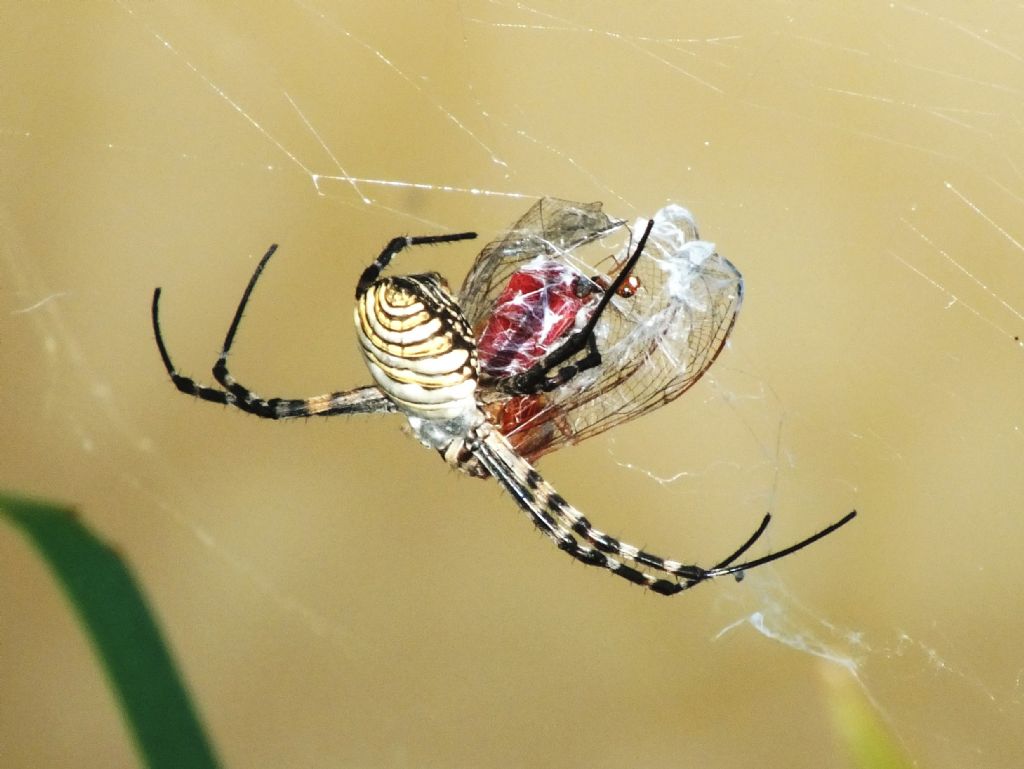 Argiope trifasciata - Malta