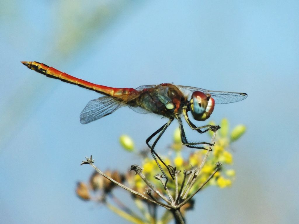 Sympetrum fonscolombii photo-shoot