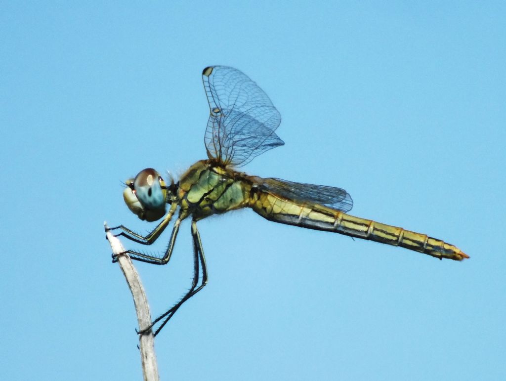 Sympetrum fonscolombii photo-shoot